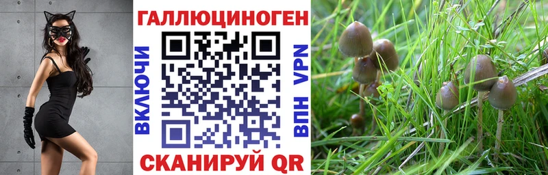 закладка  Старый Оскол  Псилоцибиновые грибы Cubensis 